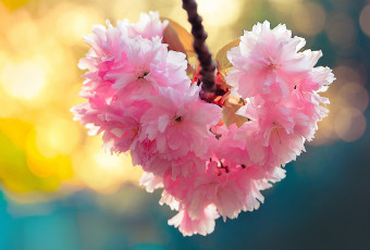 Картинка цветы сакура +вишня вишня ветка цветение цветки сердце макро