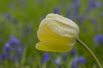 Картинка цветы тюльпаны тюльпан бутон капли макро боке