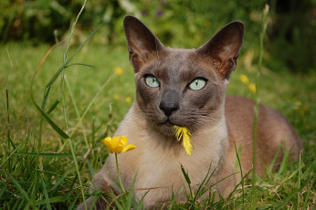 Картинка животные коты кошка взгляд пёрышко трава цветок