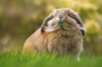 Картинка животные кролики +зайцы кролик важный портрет