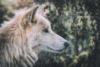 Картинка животные волки +койоты +шакалы природа волк