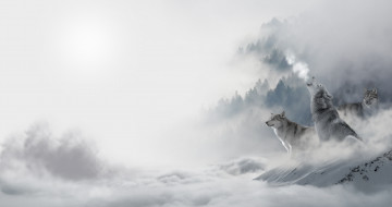 обоя животные, волки,  койоты,  шакалы, лес, снег