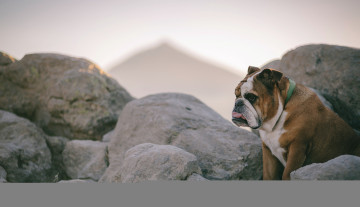 Картинка животные собаки фон камни собака