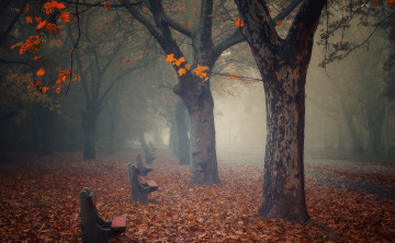 Картинка природа парк туман осень