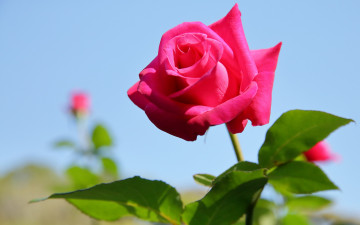 Картинка цветы розы роза бутон небо