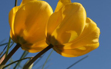 Картинка цветы тюльпаны дуэт бутоны макро жёлтые