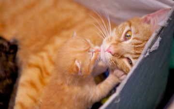 Картинка животные коты кошка любовь рыжие котенок коробка лежит милые ласка