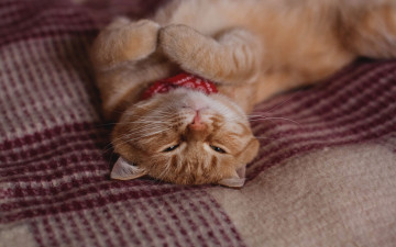 Картинка животные коты лежит рыжая кошка
