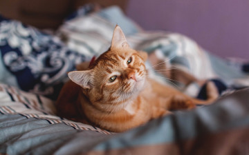 Картинка животные коты постель лежит рыжая кошка