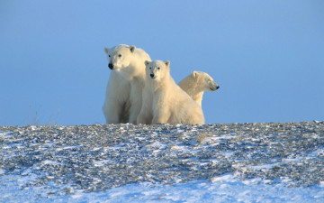 обоя животные, медведи, полярные, белые, семья