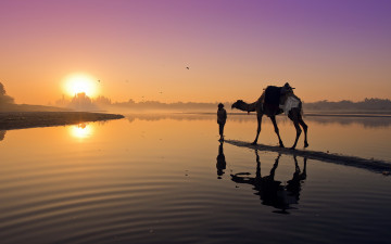 обоя животные, верблюды, закат, пейзаж, верблюд, река