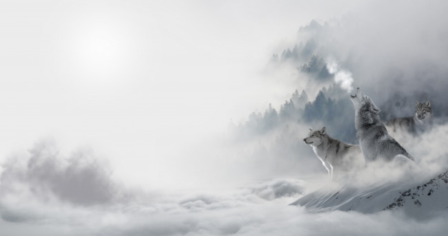 Обои картинки фото животные, волки,  койоты,  шакалы, лес, снег