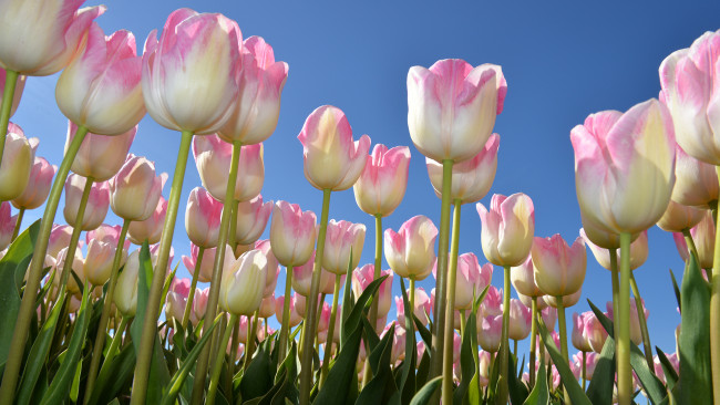 Обои картинки фото цветы, тюльпаны, много, бутоны, небо, весна
