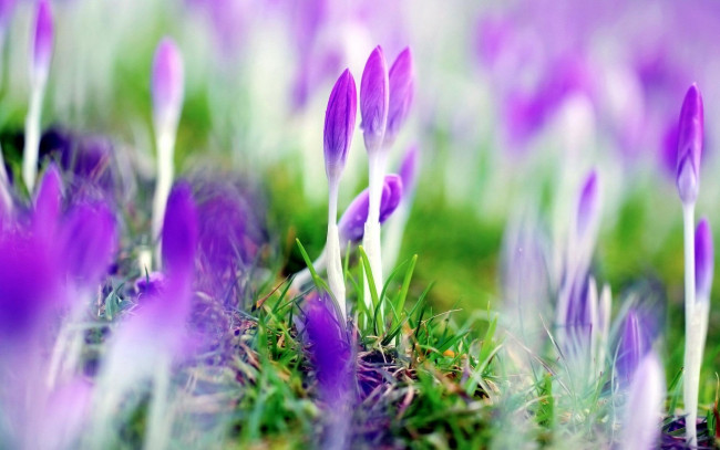 Обои картинки фото цветы, крокусы, трава, побеги, бутоны, фиолетовые, весна