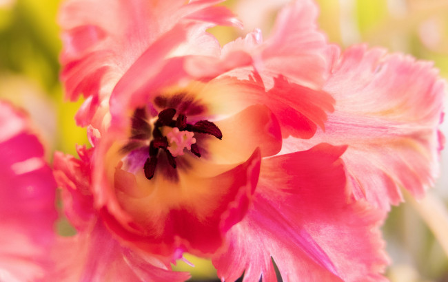 Обои картинки фото цветы, тюльпаны, тюльпан, лепестки, макро