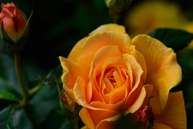 Обои картинки фото цветы, розы, макро, роза, бутоны, жёлтая