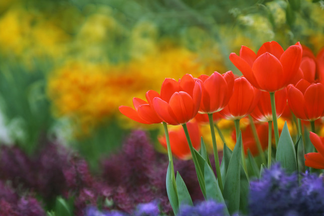 Обои картинки фото цветы, тюльпаны, красные, боке