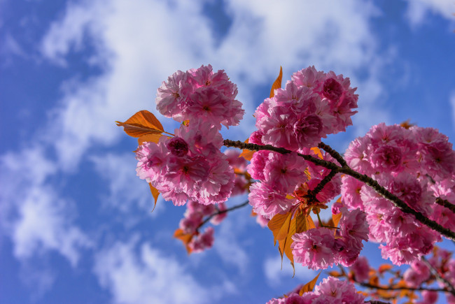 Обои картинки фото цветы, сакура,  вишня, небо, цветки, цветение, ветка, вишня