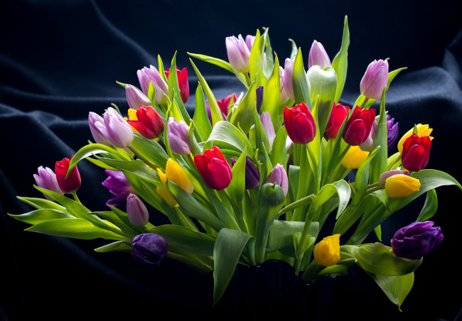 Обои картинки фото цветы, тюльпаны, разноцветные, букет
