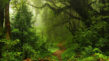 Картинка природа лес деревья туман тропинка пейзаж