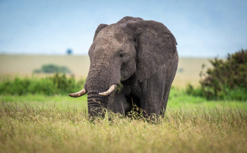 Картинка животные слоны африка поле слон