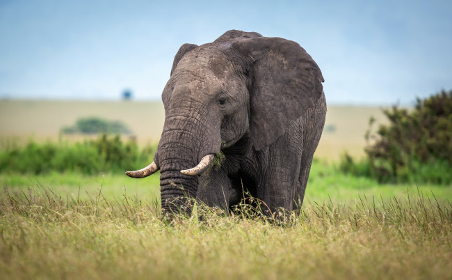 Обои картинки фото животные, слоны, африка, поле, слон