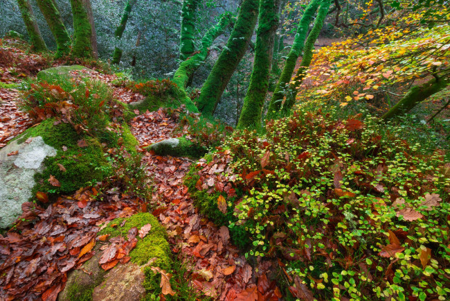 Обои картинки фото природа, лес, осень, деревья, англия, мох, листья