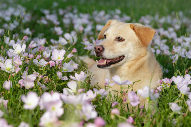 Обои картинки фото животные, собаки, собака, морда, цветы