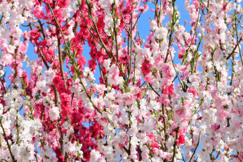 Картинка цветы сакура +вишня весна цветение