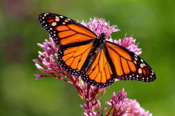 обоя бабочка монарх, животные, бабочки,  мотыльки,  моли, бабочка, монарх