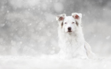 обоя животные, собаки, собака, снег
