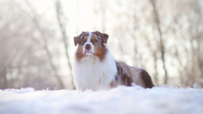 Обои картинки фото животные, собаки, собака, снег