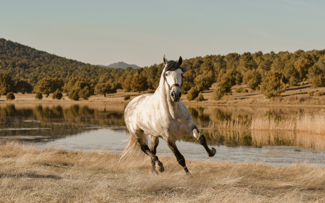 Обои картинки фото животные, лошади, лошадь, озеро, горы