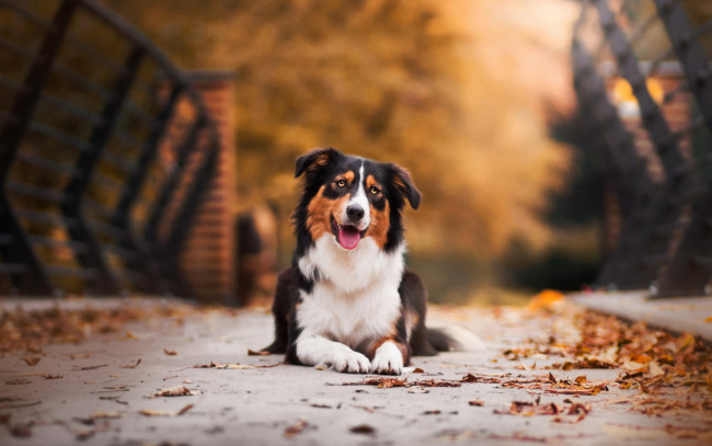 Обои картинки фото животные, собаки, собака, осень, мост