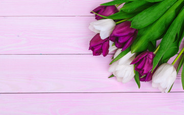 Картинка цветы тюльпаны белые лиловые бутоны
