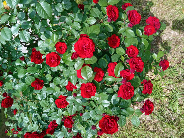 Обои картинки фото цветы, розы, куст, красные