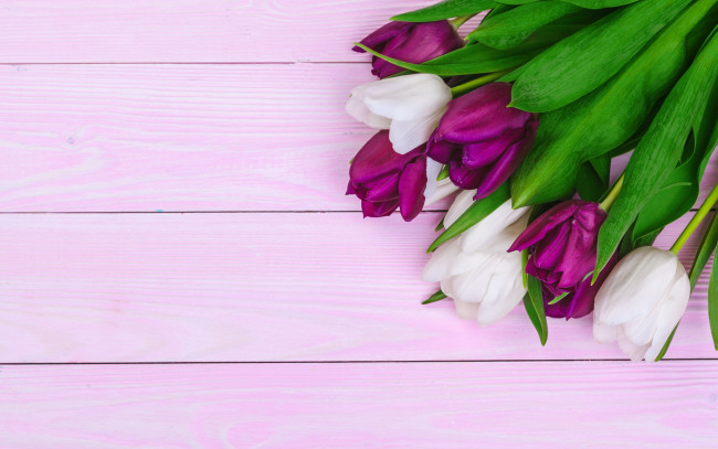 Обои картинки фото цветы, тюльпаны, белые, лиловые, бутоны