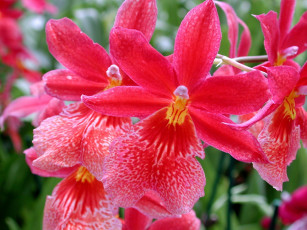 Картинка цветы орхидеи красный яркий много