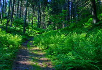 Картинка природа лес зеленый тропинка папоротник
