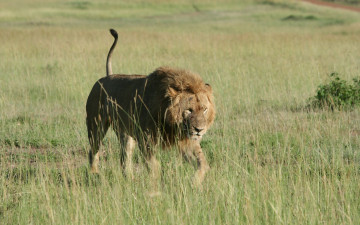 Картинка животные львы трава лев