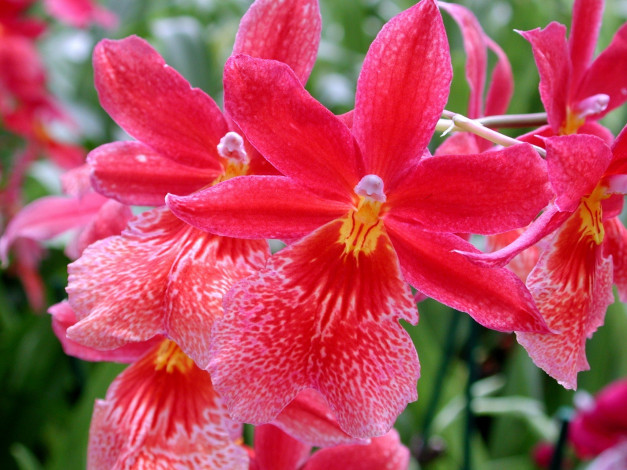 Обои картинки фото цветы, орхидеи, красный, яркий, много