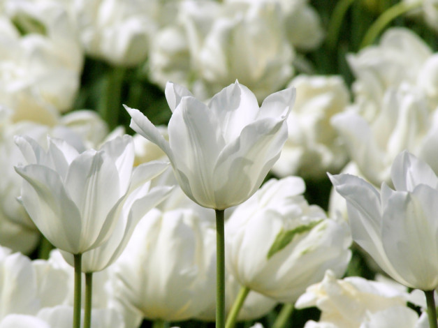 Обои картинки фото цветы, тюльпаны, белый, много