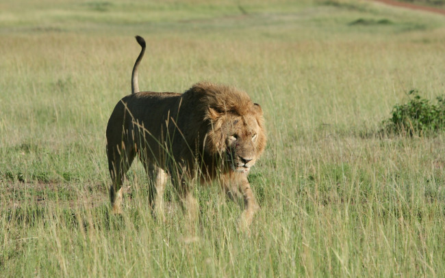 Обои картинки фото животные, львы, трава, лев