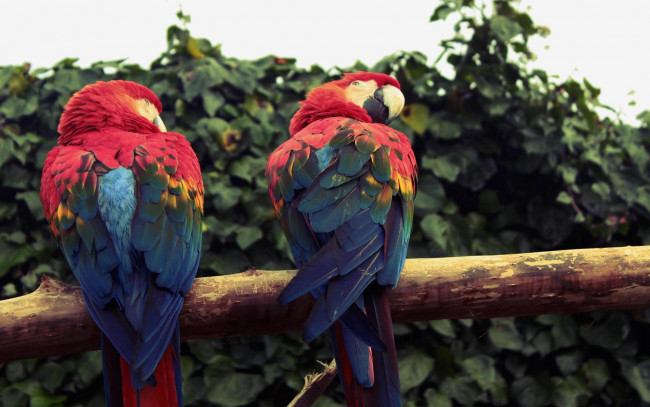 Обои картинки фото животные, попугаи, смотрят, в, разные, стороны, красно-синее, оперение
