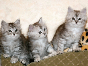 Картинка животные коты серый пушистый котята