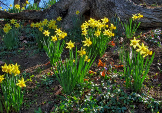 Картинка цветы нарциссы желтый весна