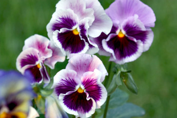 Картинка цветы анютины глазки садовые фиалки виола фиолетовый