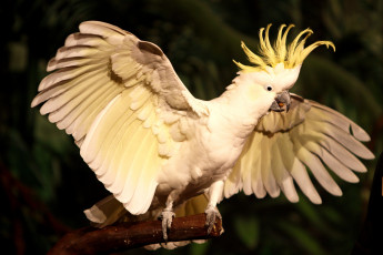 Картинка животные попугаи хохолок крылья какадц
