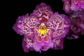Картинка цветы орхидеи пестрый розовый экзотика