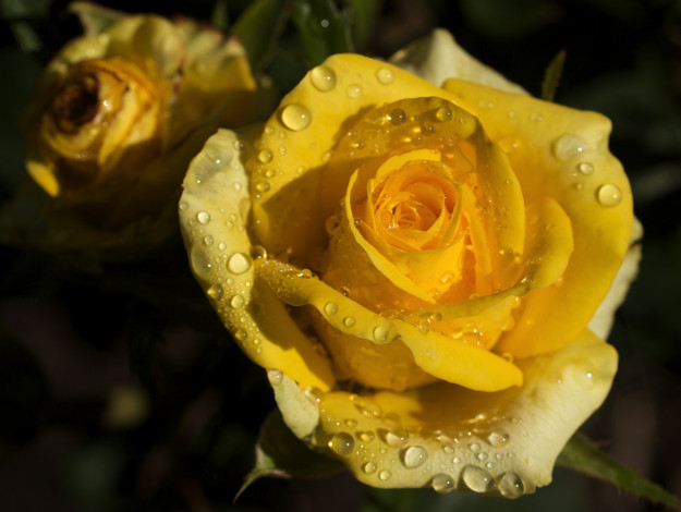 Обои картинки фото цветы, розы, капли, желтый, лепестки